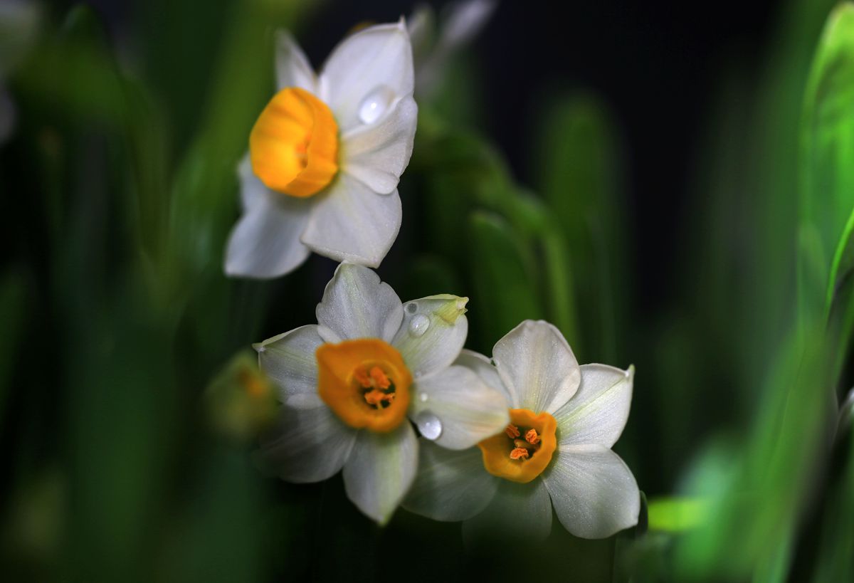 春节三宝之一的水仙花图片