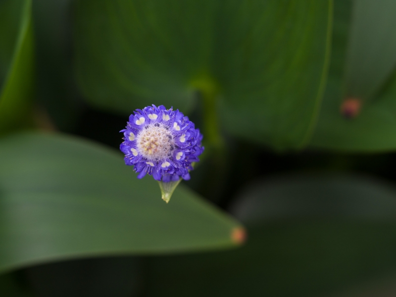 紫色梭魚草圖片