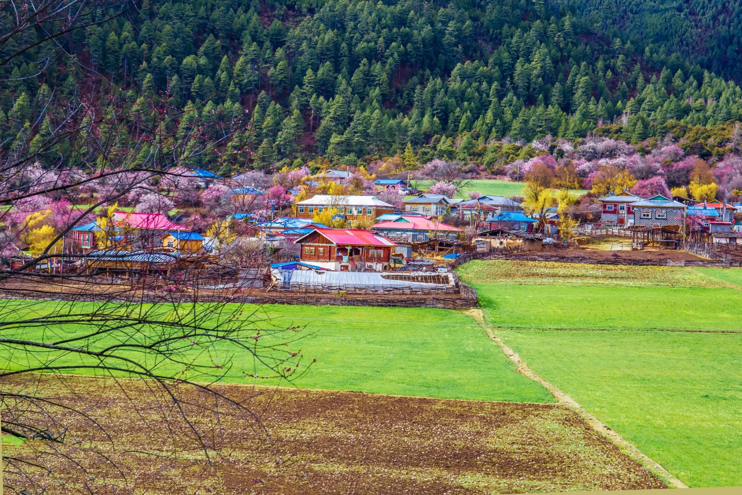 嘎朗村桃花盛開圖片欣賞