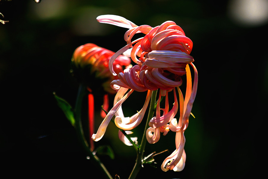 南京玄武湖菊花