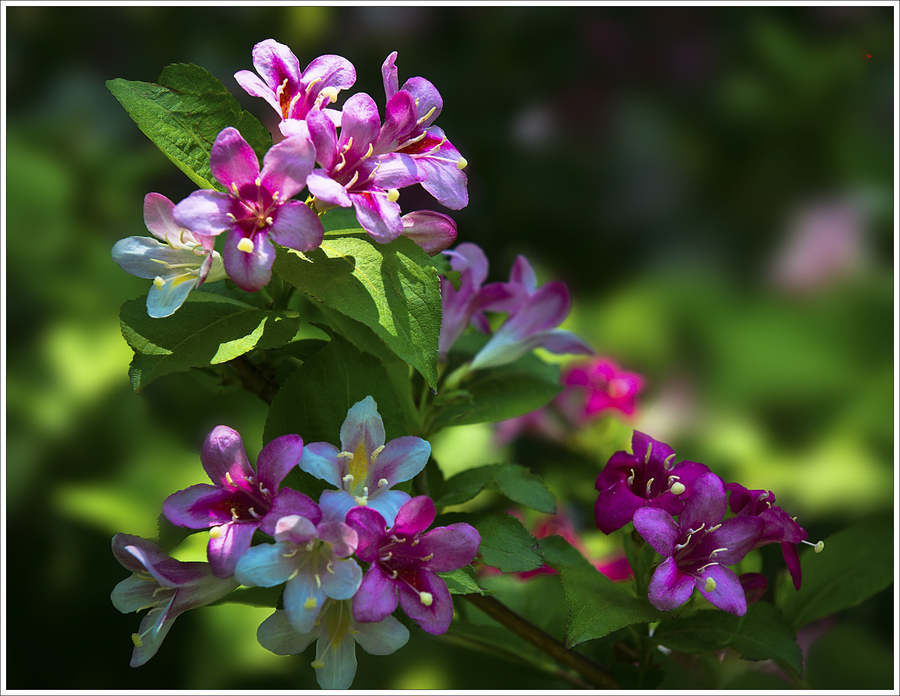 錦帶花開(kāi)