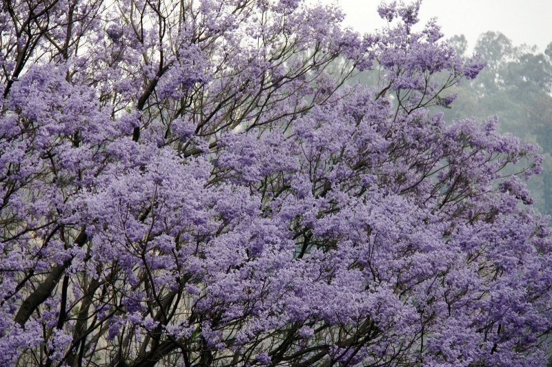 紫色浪漫的藍花楹圖片