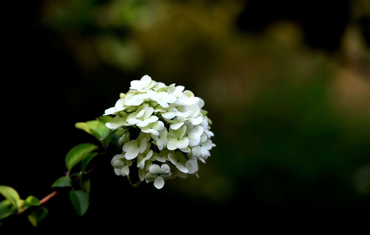 白色绣球花图片