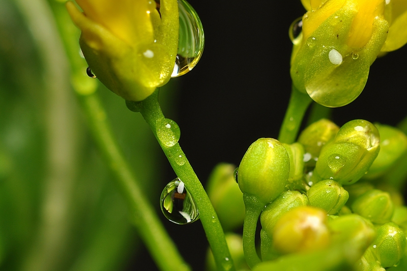 菜心花图片