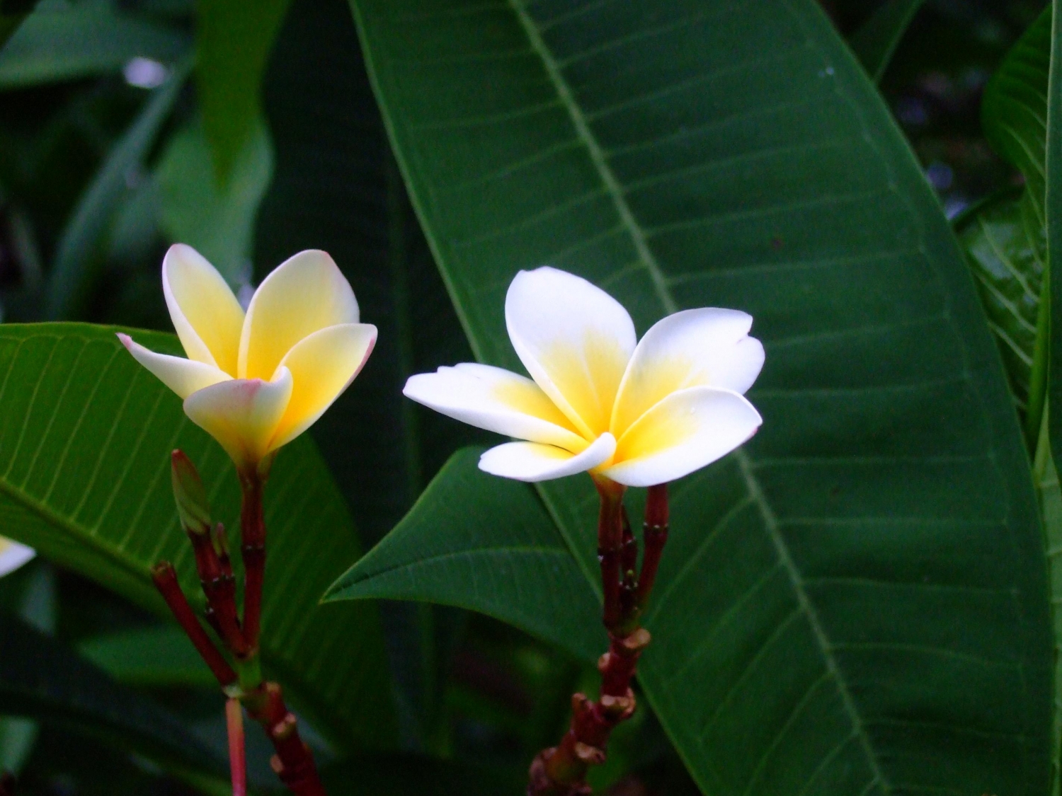 鈍葉雞蛋花圖片