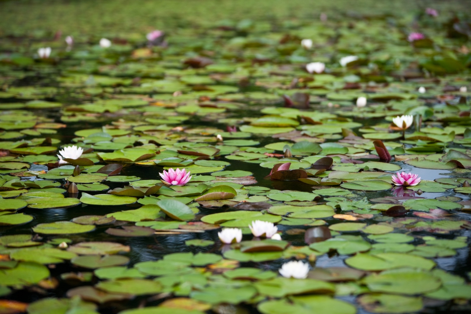 野生莲花图片