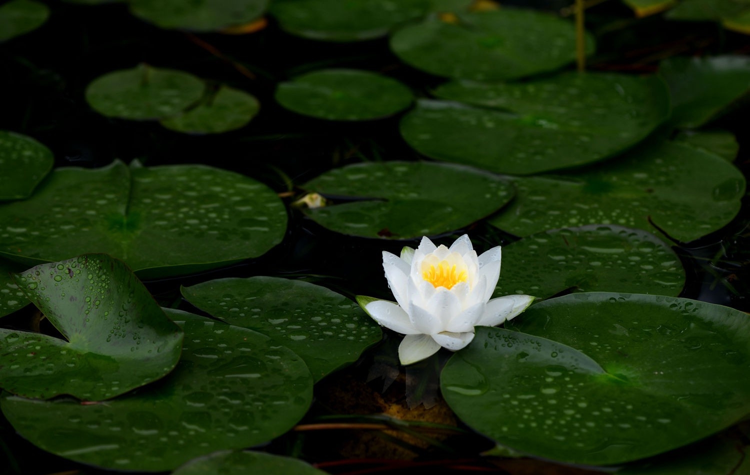 水中皇后睡蓮