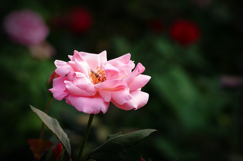 多彩月季花图片