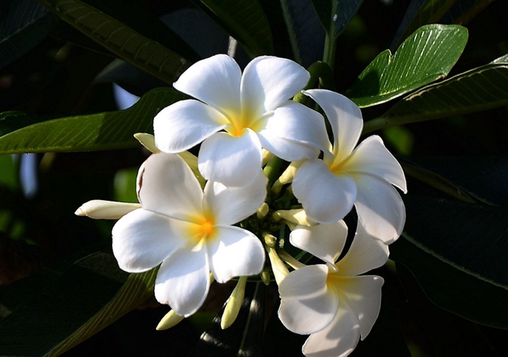 漂亮的雞蛋花