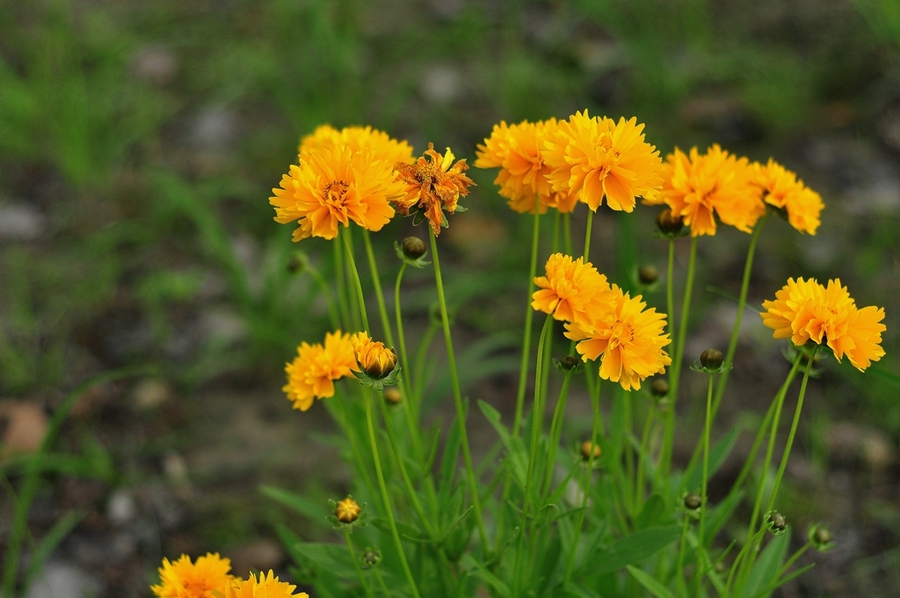 春日陽(yáng)光下的金雞菊