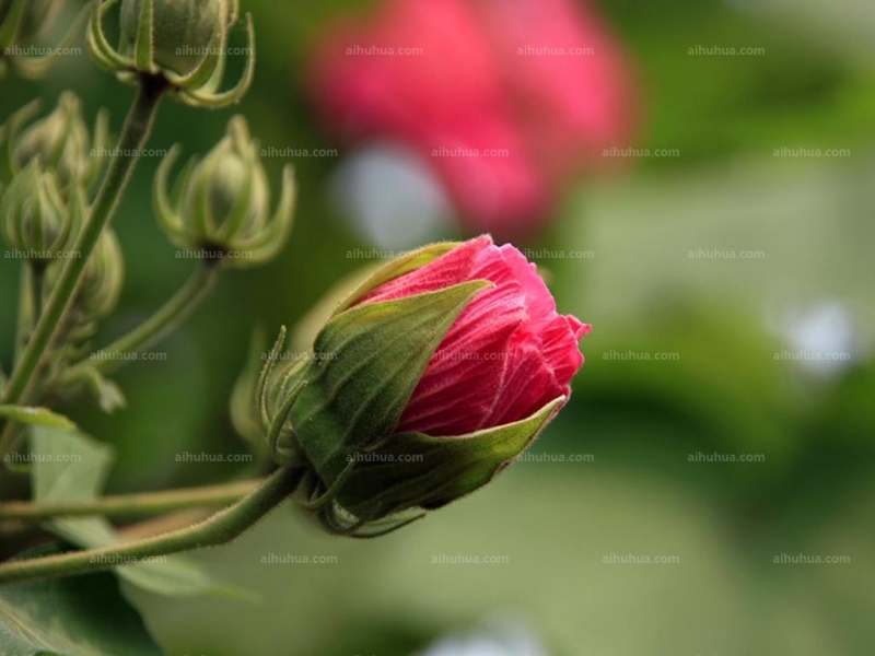 木芙蓉图片