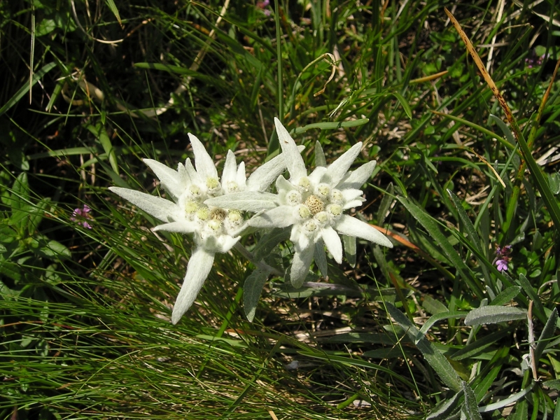 雪絨花圖片