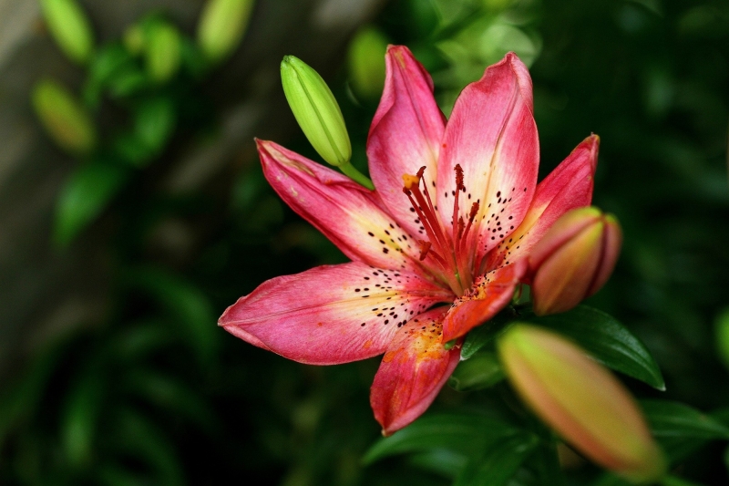 各种颜色的百合花图片