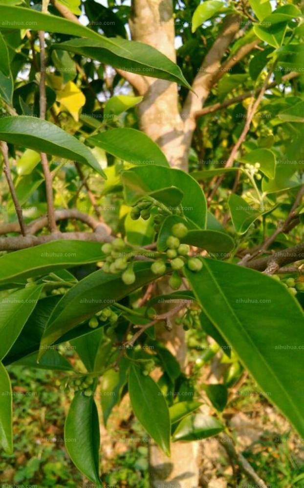 沉香树图片