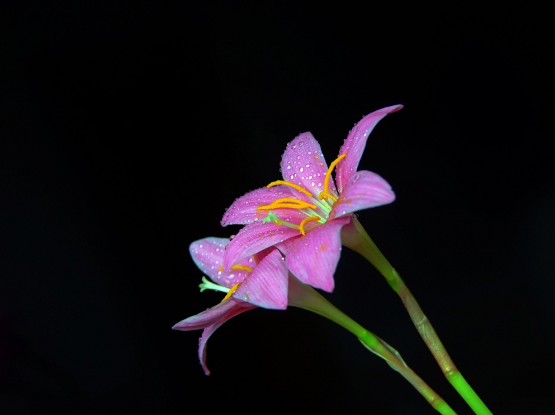 粉红百合花图片