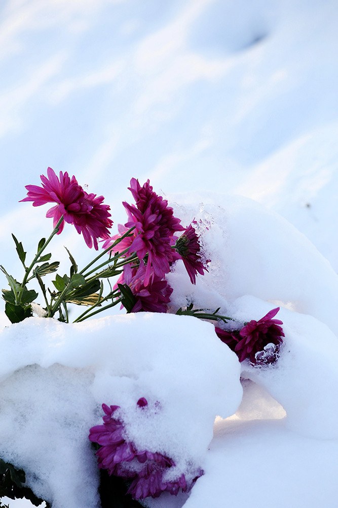 雪中依然坚守的菊花