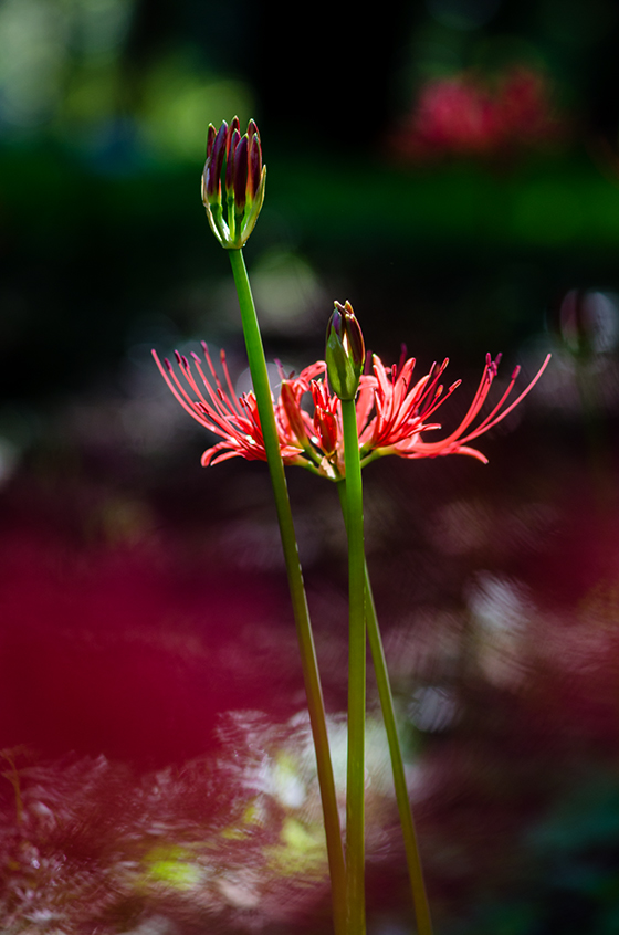 彼岸花的花语