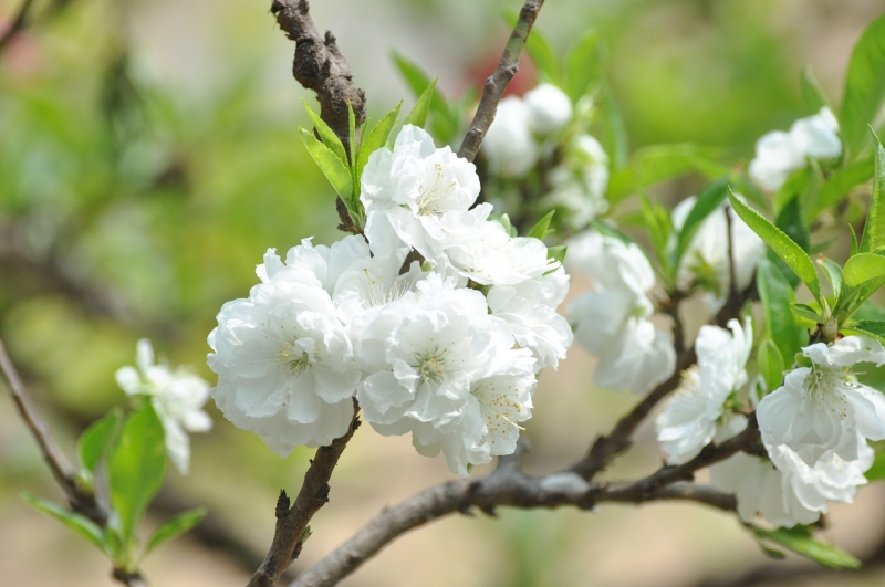 白色桃花图片