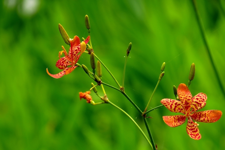 射干花图片