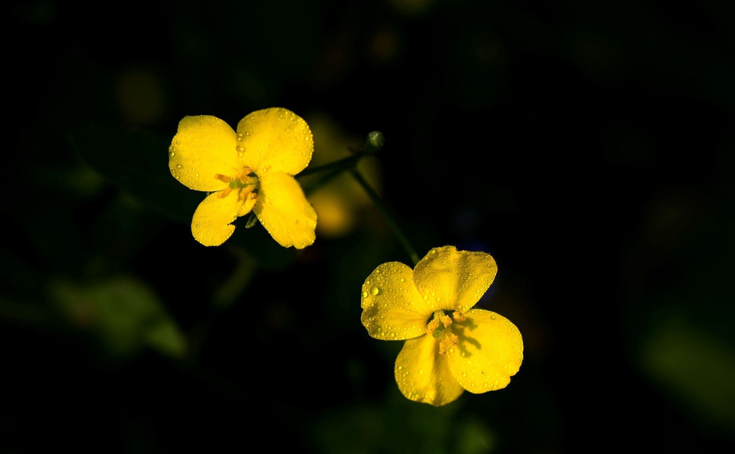 油菜花正黄