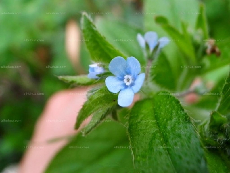 附地菜圖片