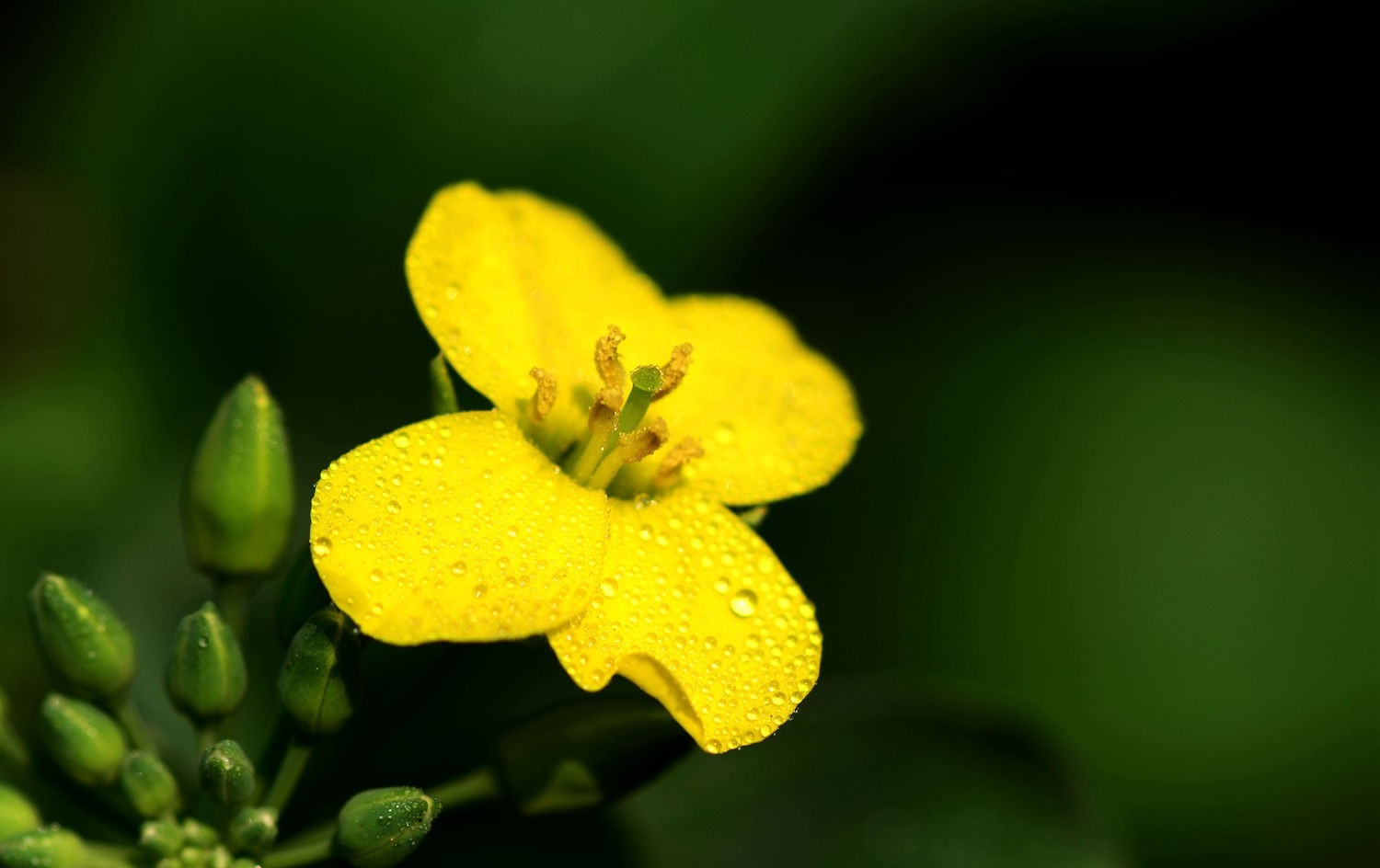 油菜花正黄