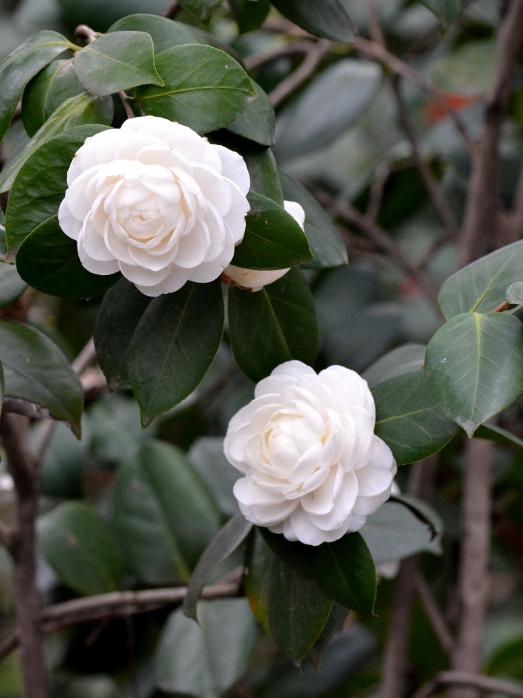 白色山茶花圖片