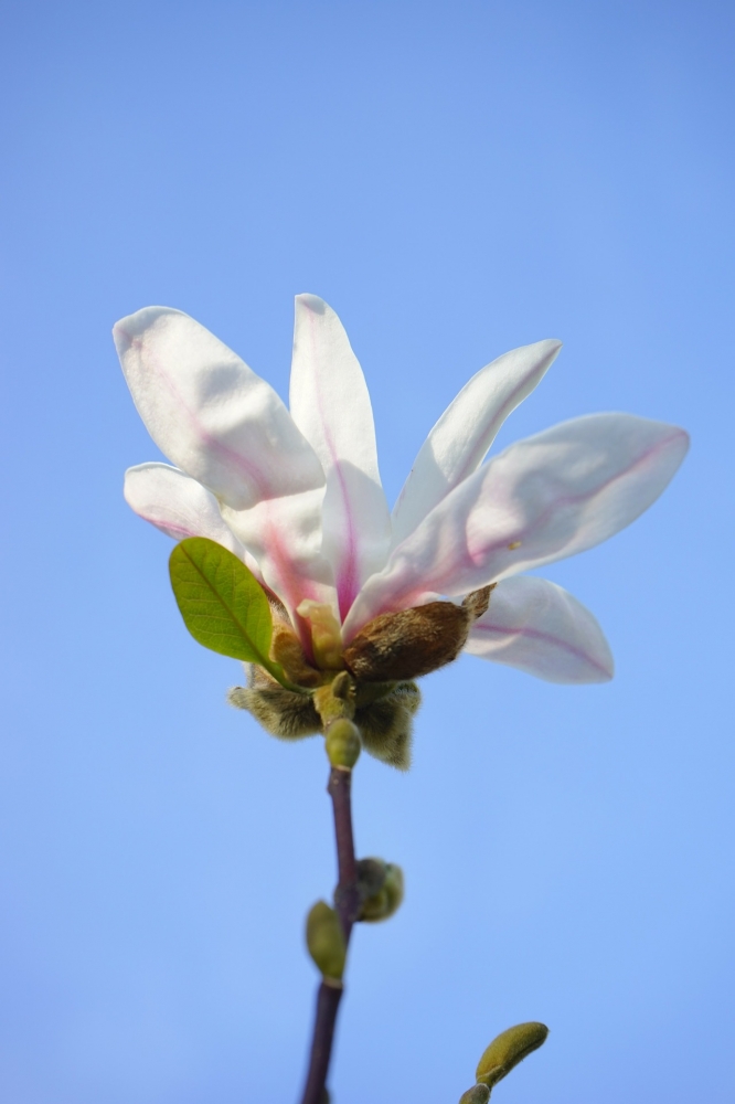 玉兰花的图片