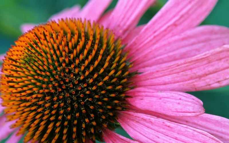 松果菊花图片