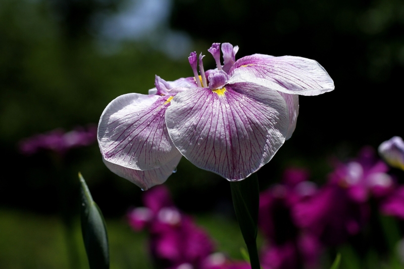 菖蒲圖片