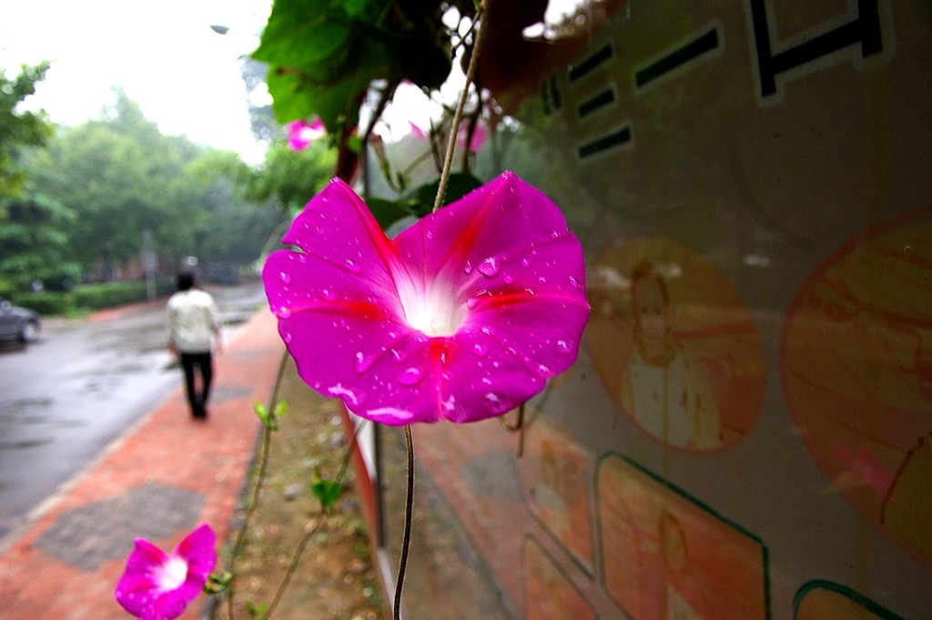 雨后的喇叭花