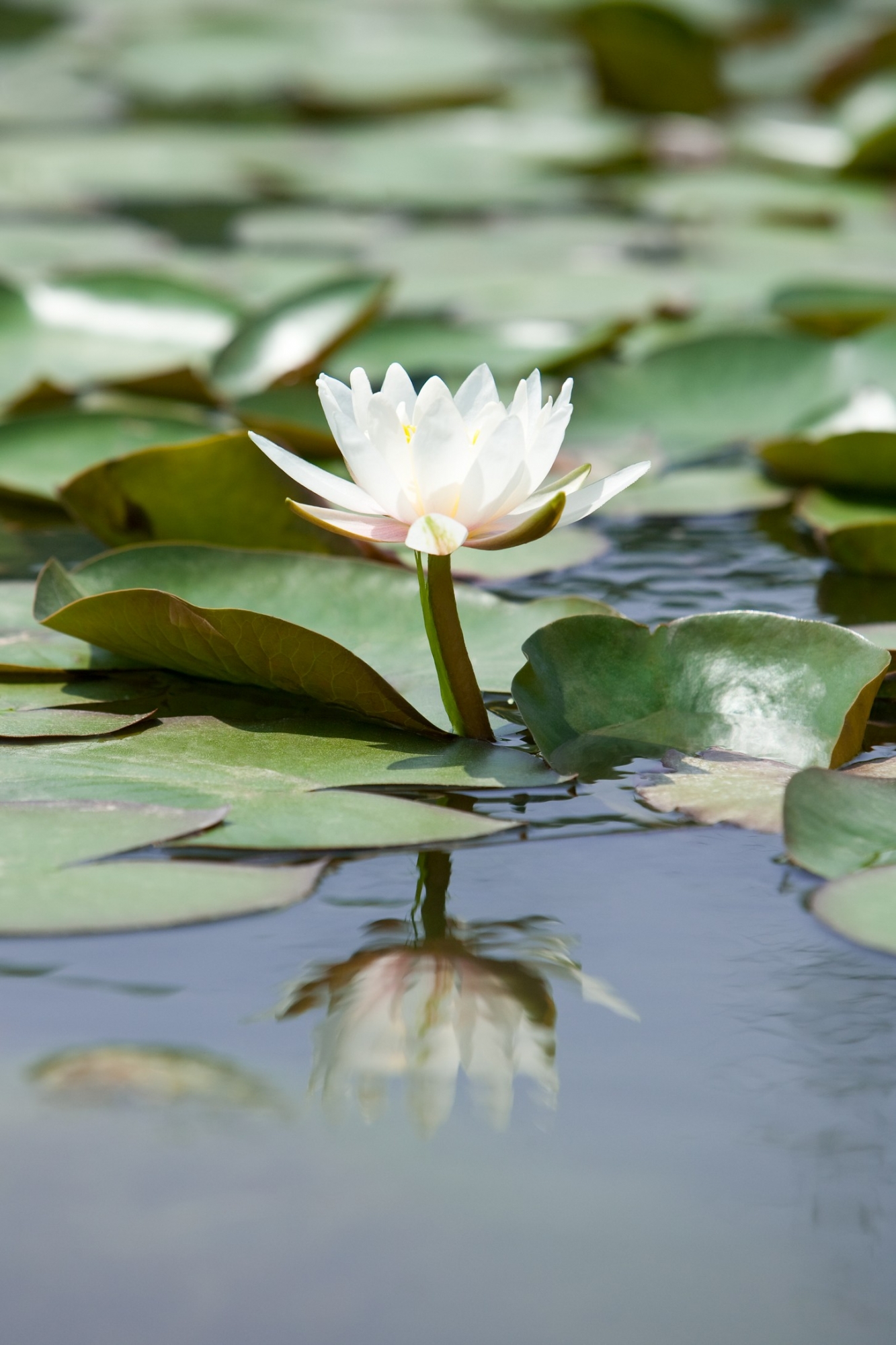 野生蓮花圖片