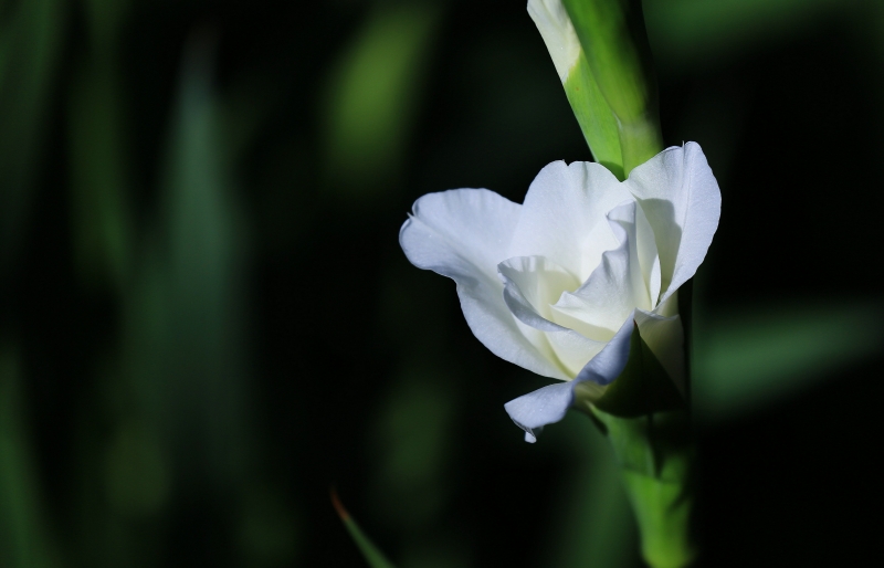 白色唐菖蒲圖片