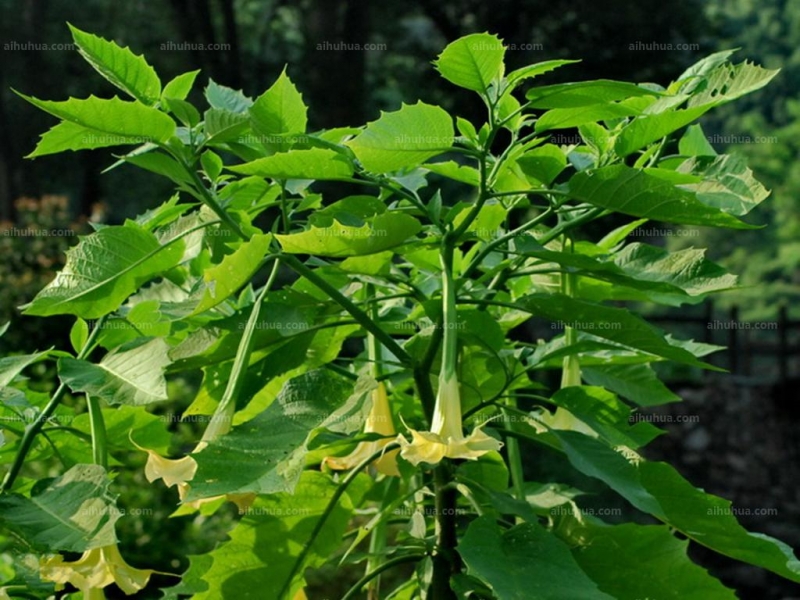 大花曼陀罗图片