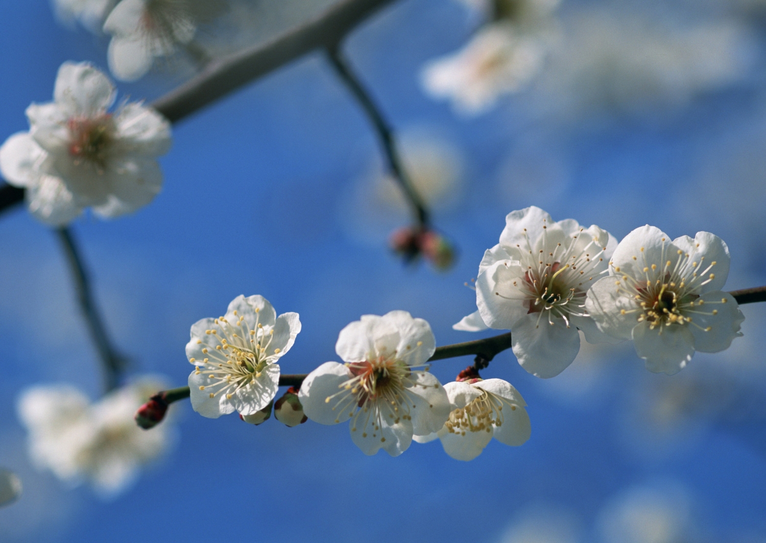 高清桃花图片