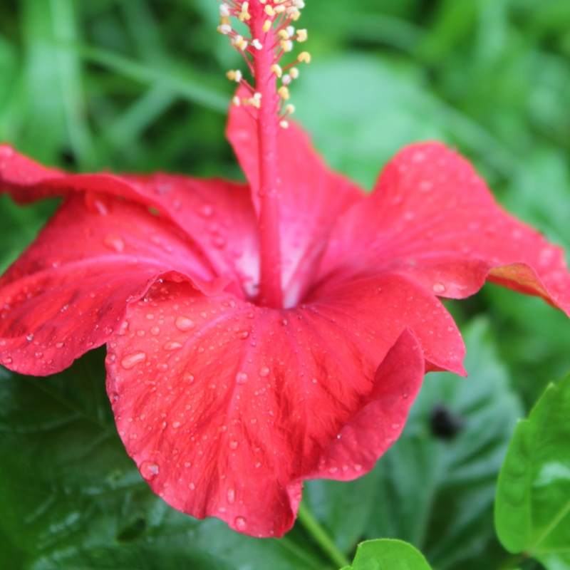 雨后的朱瑾花圖片