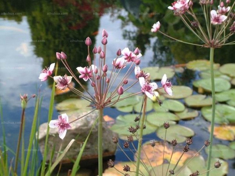 花蔺图片