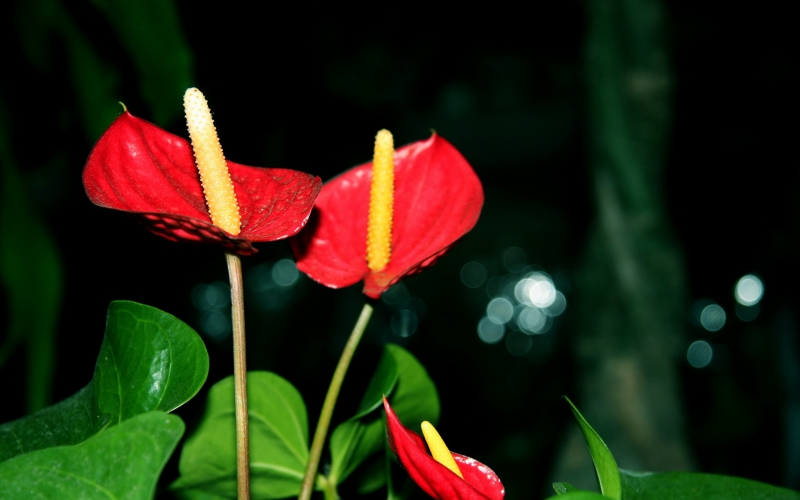 紅掌圖片