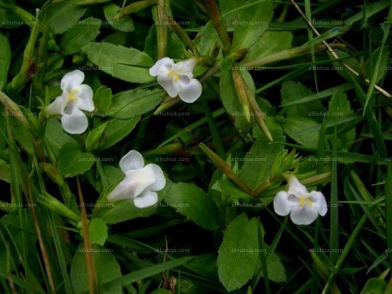 泥花草圖片