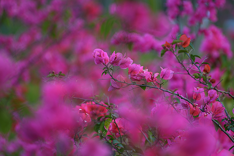 三角梅開花高清圖