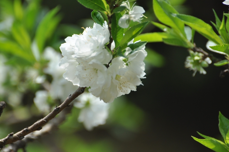 白色桃花图片