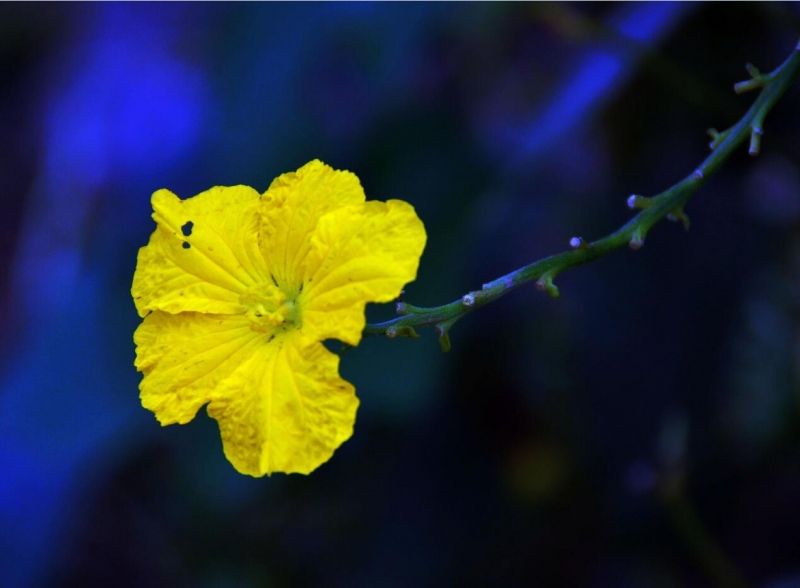 黃色絲瓜花圖片