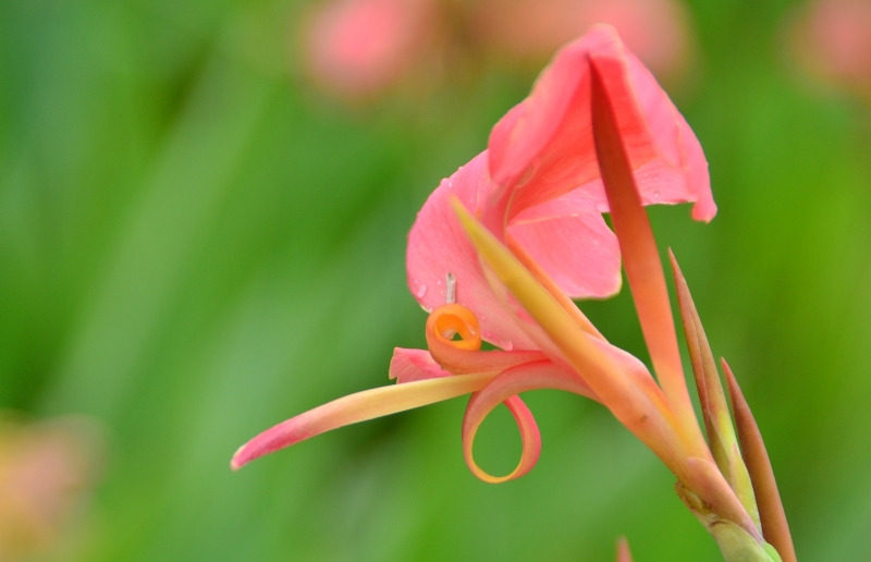 美人蕉花圖片