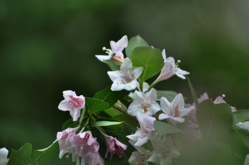 錦帶花圖片