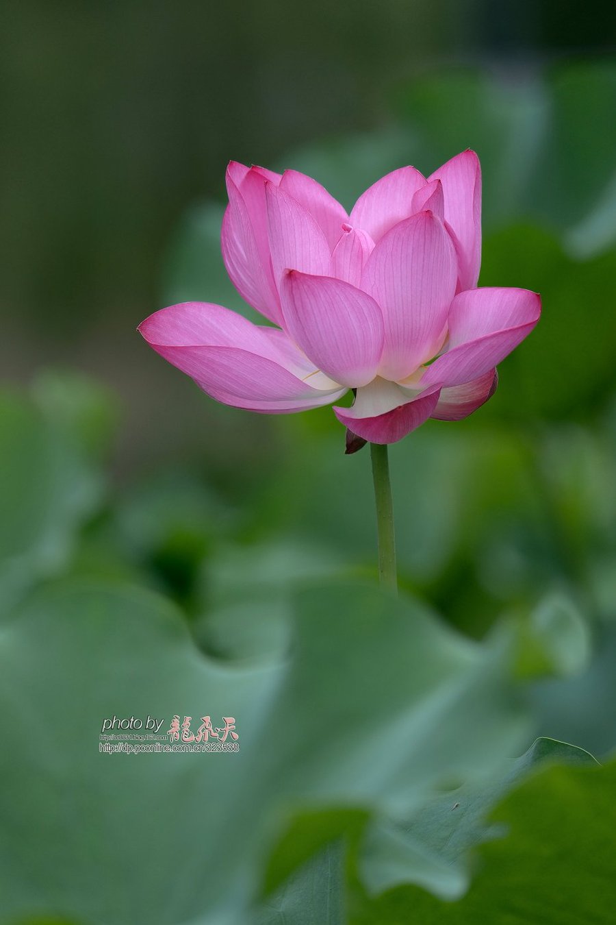 美丽的荷花高清图片