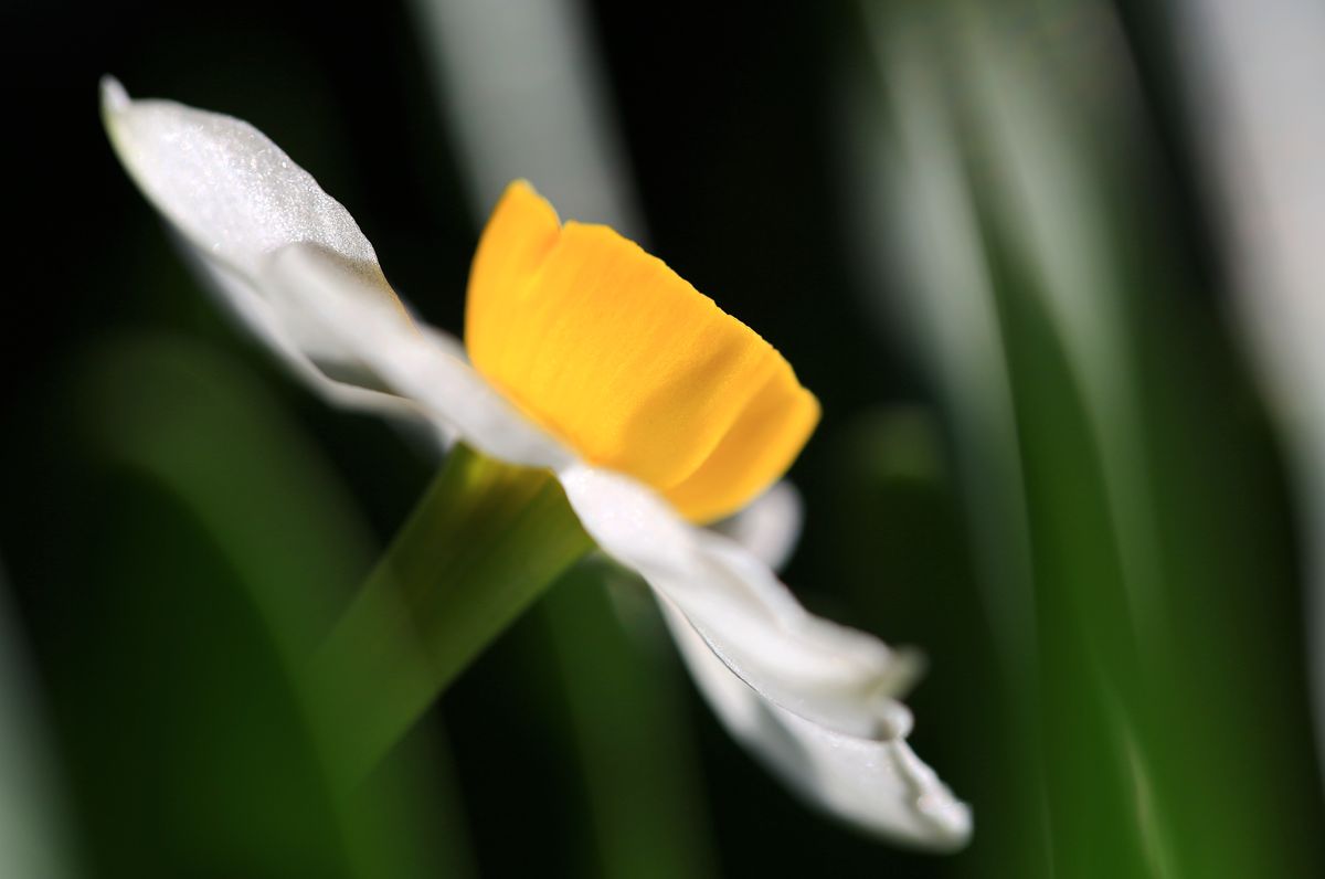 春节三宝之一的水仙花图片