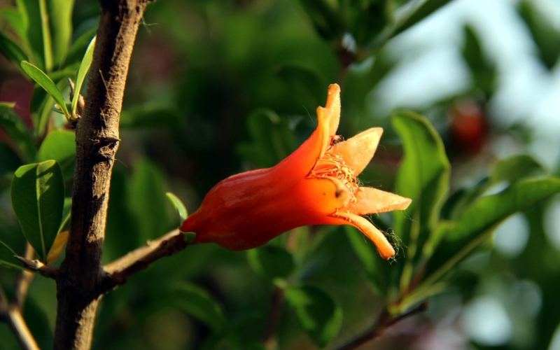 石榴花圖片