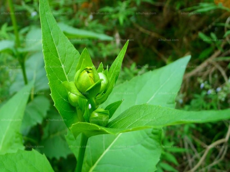 串叶松香草图片