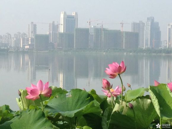 武汉沙湖的藕莲荷花