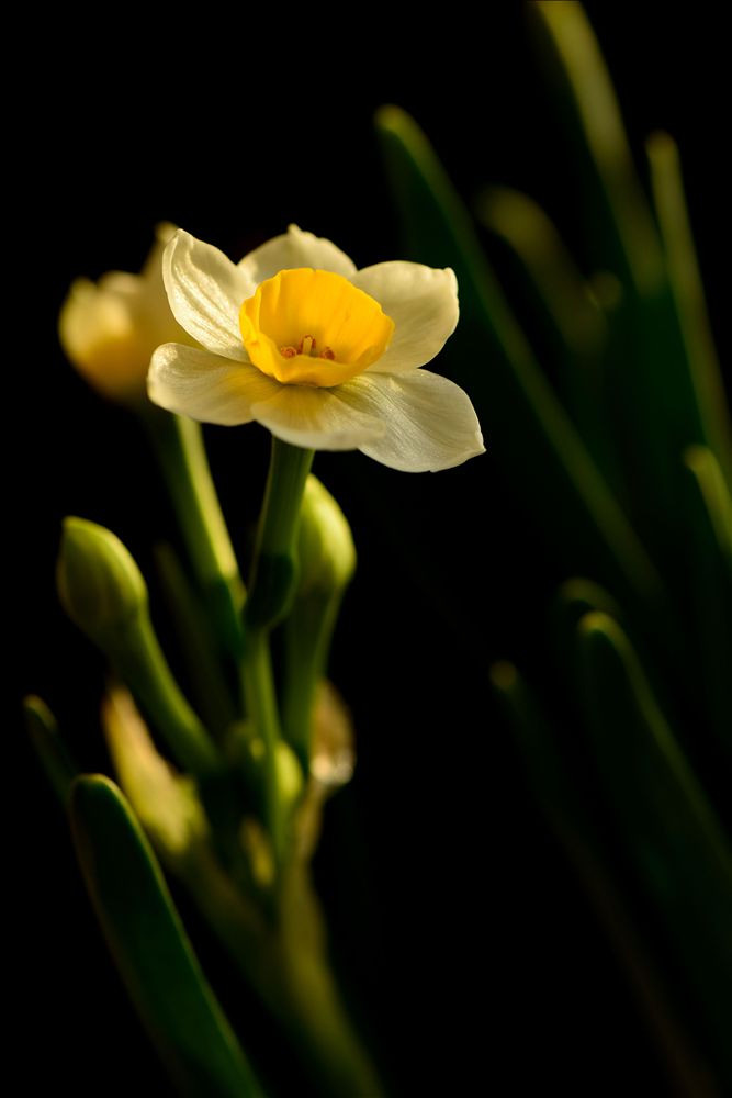 水仙花的花语